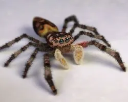 Salticidae Oscariurs Bonitus 1