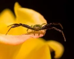Araña Cangrejo 01