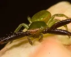 Araña Cangrejo 02