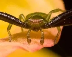 Araña Cangrejo 03