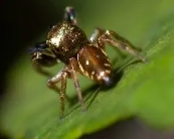 araña saltadora dorada 01