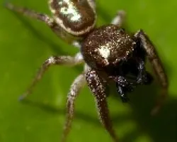 araña saltadora dorada 02