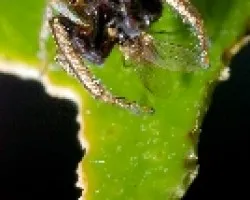araña saltadora dorada 03