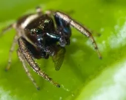 araña saltadora dorada 04
