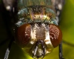 mosca 001