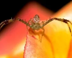 Araña Cangrejo 04