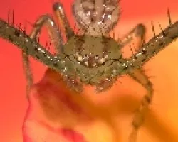 Araña Cangrejo 05