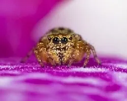 araña saltadora en orquidea 01