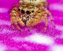 araña saltadora en orquidea 02