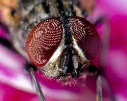 mosca 002