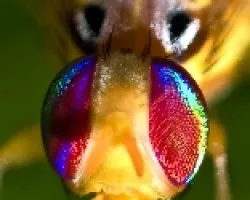mosca mimetizando avispa