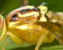 mosca mimetizando avispa 1