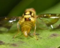 mosca mimetizando avispa 1