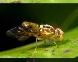 mosca mimetizando avispa 1