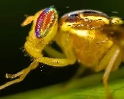 mosca mimetizando avispa 4