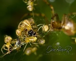 Crias de araña alimentandose