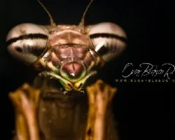 mantis religiosa 001