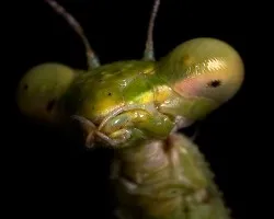 mantis religiosa 002