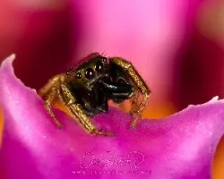 araña dorada en orquidea 001