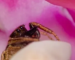 araña dorada en orquidea 001