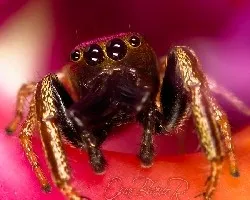 araña dorada en orquidea 003