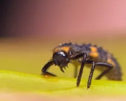 Larva de mariquita