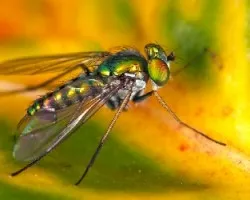 mosca metalica