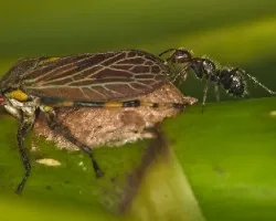 Hormiga ordeñando
