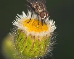 mosca polinizando