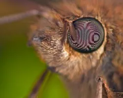 acercamiento de polilla