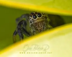 saltadora escondiendose 001