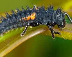 Larva de mariquita