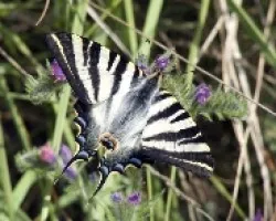 papilio machao