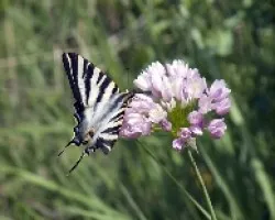 Papilio Machao