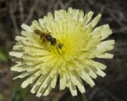 taraxacum officilae