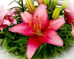 lilium spp