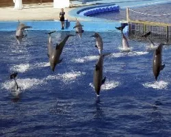 delfines
