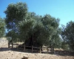 olivo