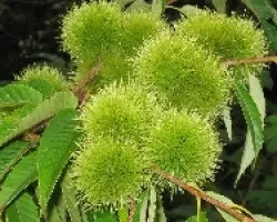castañas