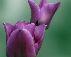 tulipanes