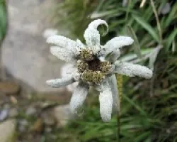 leontopodium alpinum