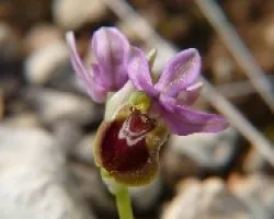 ophrys catalaunica