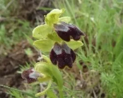 ophrys fusca
