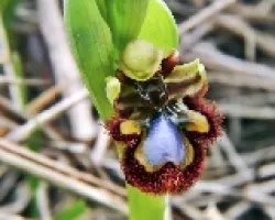 ophrys speculum
