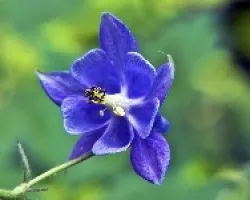 flor azul