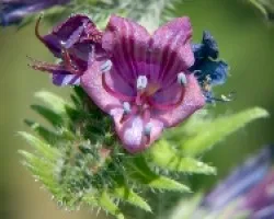 echium plantagineum