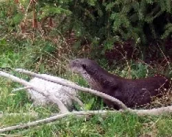 lutra lutra