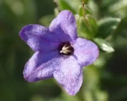 flor morada