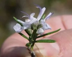 rosmarinus officinalis