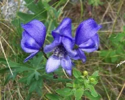 aconitum napelus